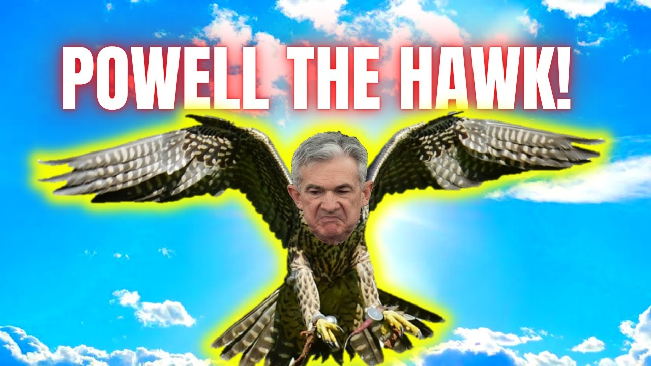 Powell the hawk